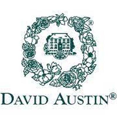 david austin roses